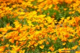 California Poppies in the Franklin Mountains